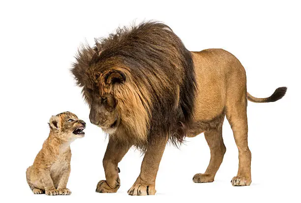 Photo of Lion standing and looking a cub