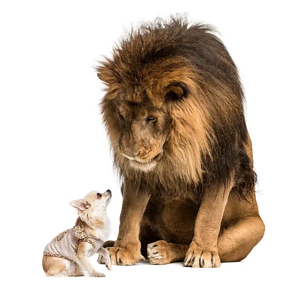 Photo of Lion sitting and looking at a chihuahua dressed