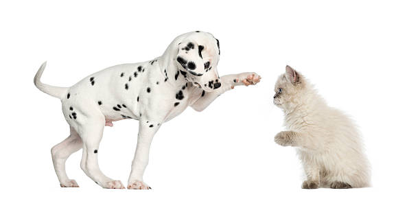 istock Dalmatan puppy and kitten high-fiving 483447977