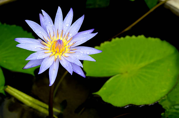 istock Blue lotus flower on the pond 483448106