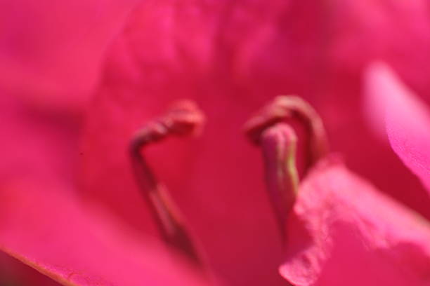 istock Beauty of Nature 483448332