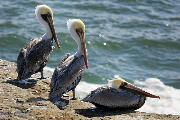 istock Brown Pelican Resting on Coastal Rocky Shore 483448487