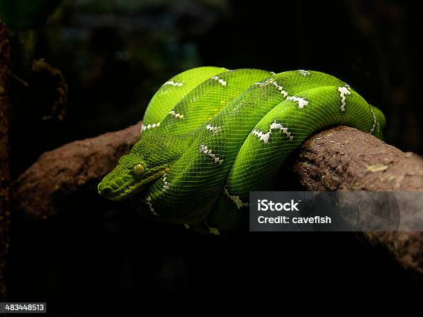 에메랄드트리보아뱀 코일형 한 지점 뱀에 대한 스톡 사진 및 기타 이미지 - 뱀, 초록비단뱀, 검정색 배경