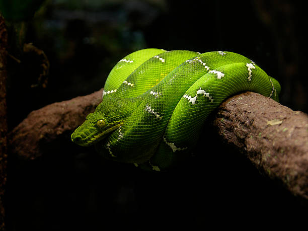 Emerald Tree Boa Coiled on a Branch Green snake with white marks lying coiled on a branch.  Latin: "Corallus Caninus"  green boa snake corallus caninus stock pictures, royalty-free photos & images