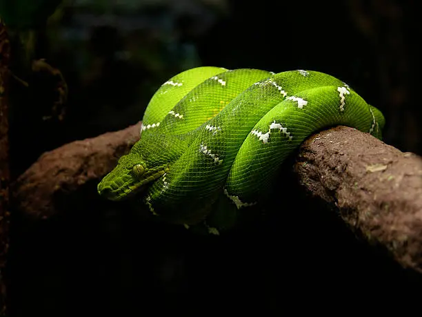 Green snake with white marks lying coiled on a branch.  Latin: "Corallus Caninus" 