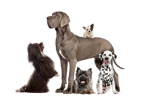 gruppo di cani - dog animal pets profile foto e immagini stock