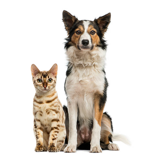 istock Cat and dog sitting together, facing at the camera 483449877
