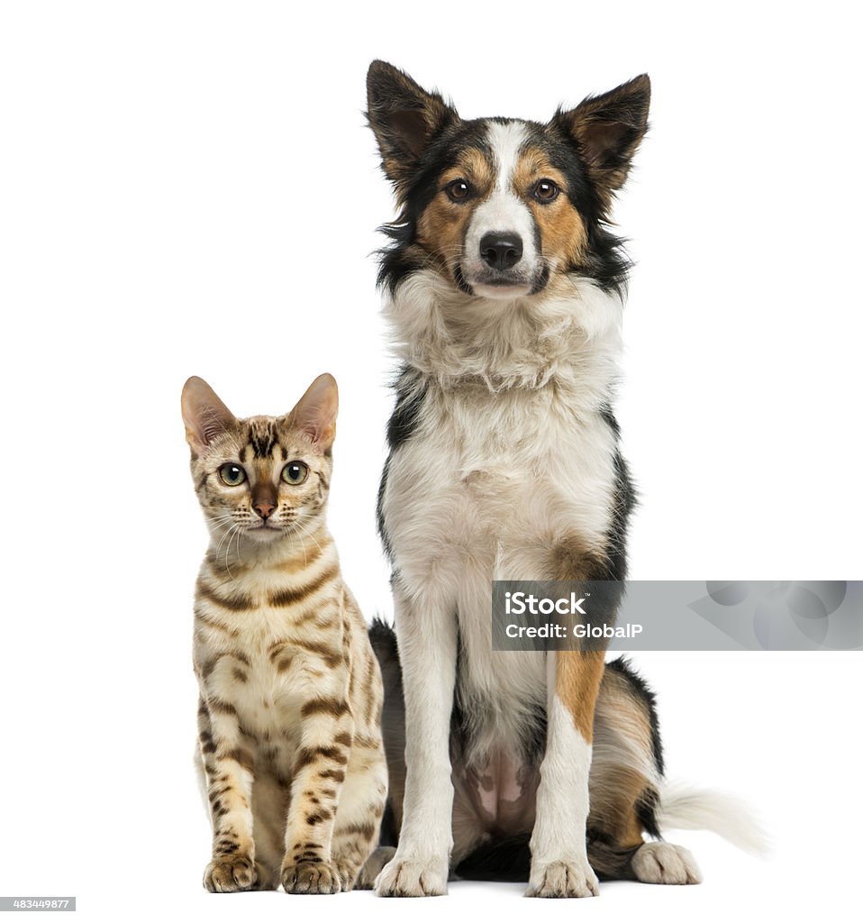 Mèo Và Chó Ngồi Cùng Nhau Đối Mặt Với Máy Ảnh Hình ảnh Sẵn có ...