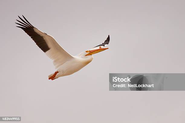 Migrating White Pelican Flying Stock Photo - Download Image Now - Above, Animal Body Part, Animal Migration