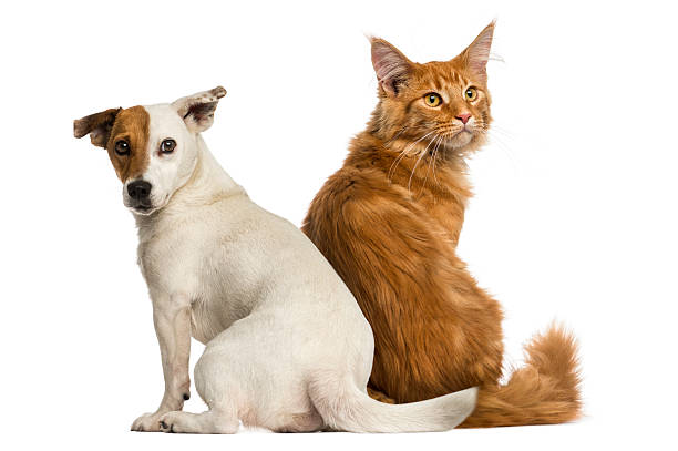 Rear view : cat and dog sitting, looking back