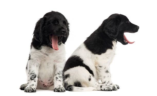 istock Stabyhoun puppies sitting and yawning 483450489