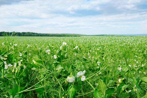 feld und blauer himmel - lea stock-fotos und bilder