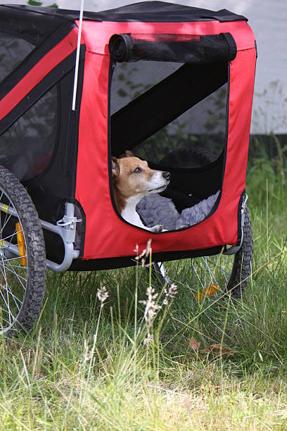 istock Jack Russell Terrier in a bike trailer 483450865