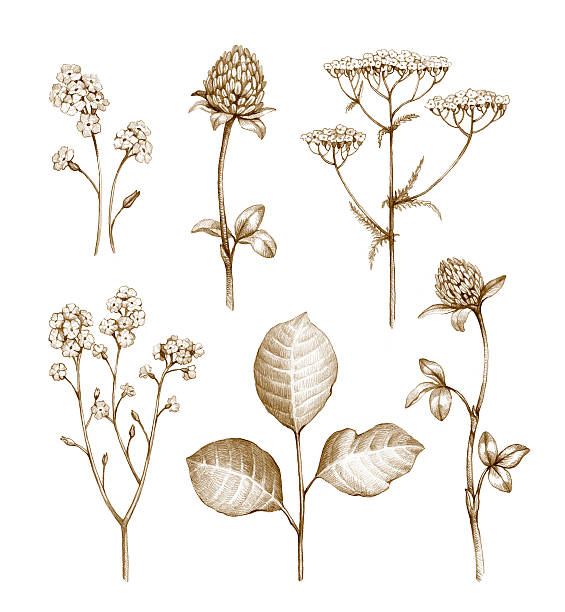 野生の花のコレクション - sepia toned illustrations点のイラスト素材／クリップアート素材／マンガ素材／アイコン素材