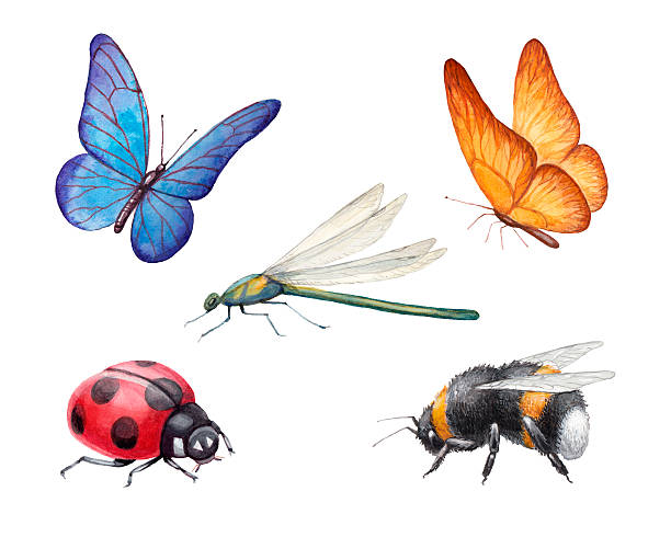 Watercolor insects illustrations Watercolor insects illustrations dragonfly drawing stock illustrations