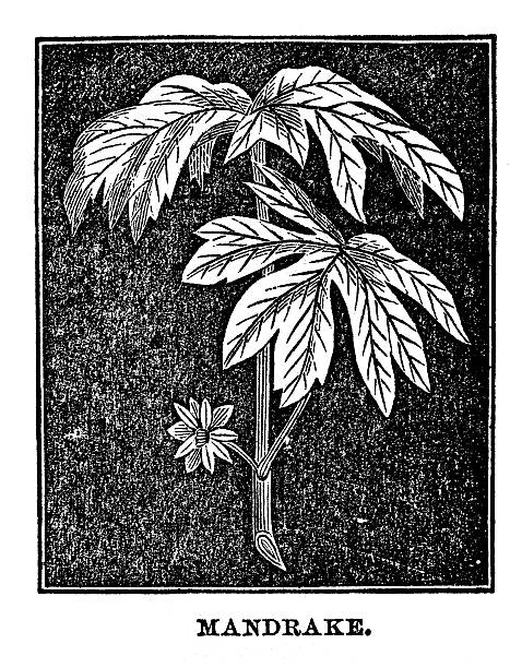 130+ Mandrake Plant Illustrations, Royalty-Free Vector Graphics