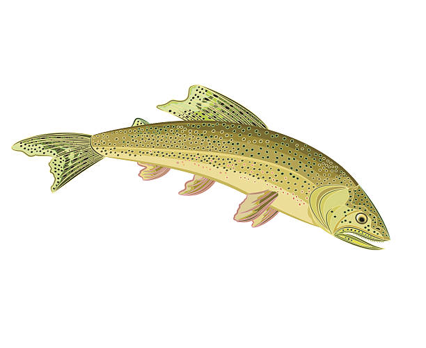 ilustraciones, imágenes clip art, dibujos animados e iconos de stock de american brook trucha - speckled trout illustrations