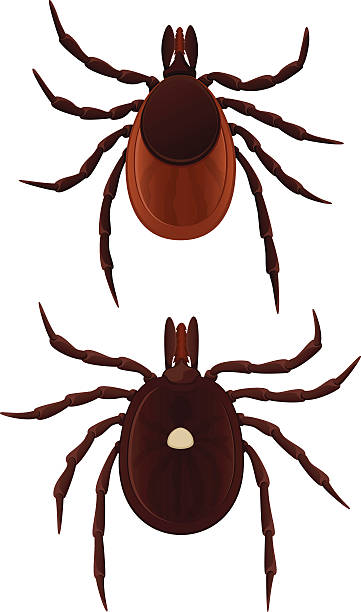 zecken - parasit stock-grafiken, -clipart, -cartoons und -symbole