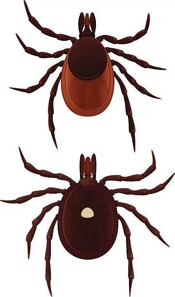 Vector illustration of Ticks