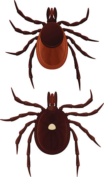 ticks - 蜱 動物 幅插畫檔、美工圖案、卡通及圖標