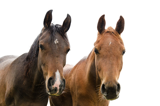 Portrait of two arabian horses - isolated on white. Some small rain drops visible.