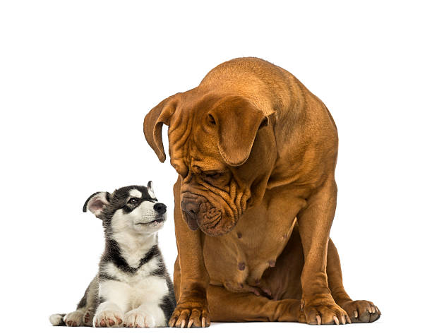 istock Dogue de Bordeaux looking at a husky malamute 483452799