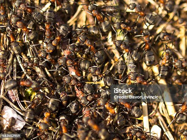 Formigueiro Buraco - Fotografias de stock e mais imagens de Amontoar - Amontoar, Animal, Animal selvagem