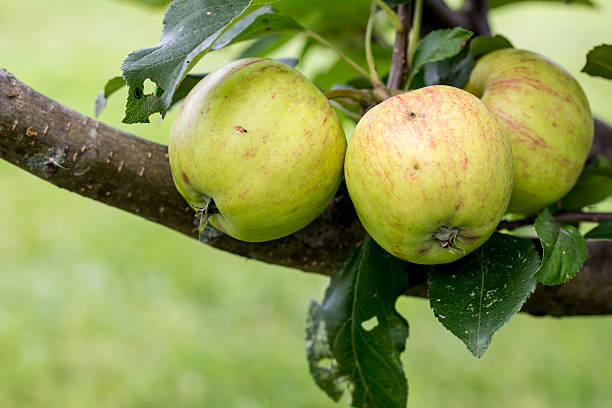 istock Closeup of Green and Yellow Apples 483453436