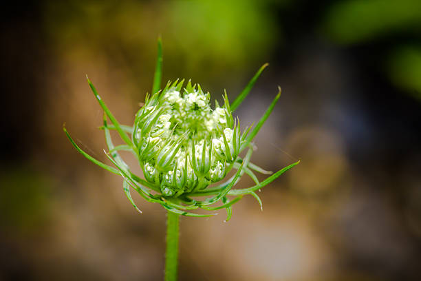 istock Daucus carrota Queen Anne's Lace 483453454