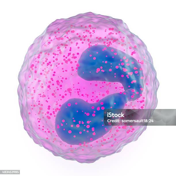 好酸球顆粒白血球 - 好酸球のストックフォトや画像を多数ご用意 - 好酸球, 3D, クローズアップ
