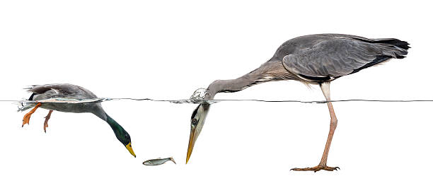 Mallard and heron diving to catch a fish