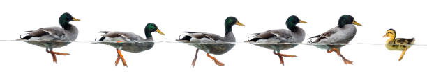 Duckling stand in the way