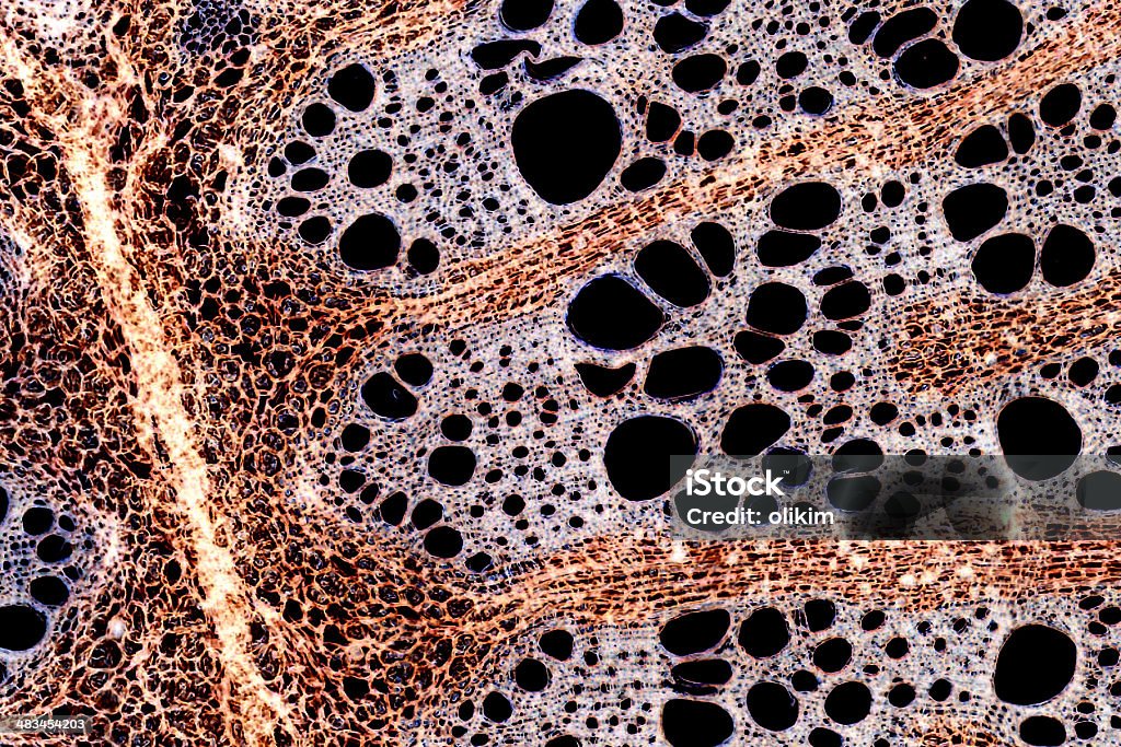Microscopico immagine: Stelo Sezione trasversale - Foto stock royalty-free di Cellula umana