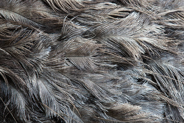 en plumes d'autruche - ostrich bird wind fluffy photos et images de collection