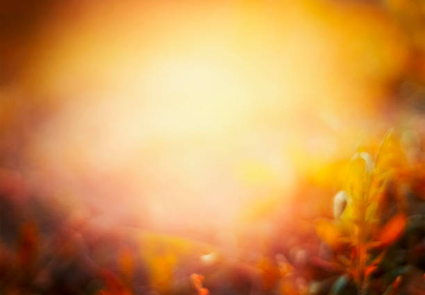 istock Beautiful autumn nature background on fall garden or park. Blurred. 483456962