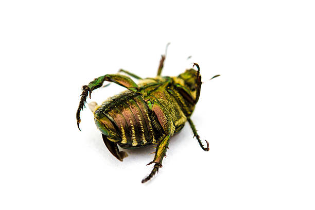 istock Japanese Beetle Popillia japonica 483458136