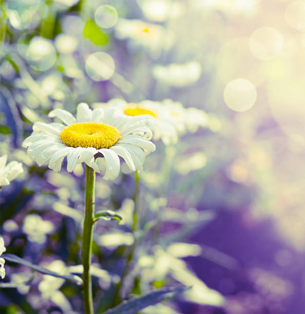 beautiful daisies on garden or park background, close up,  toned