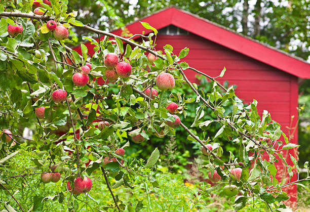 Apple tree with ripe red fruits hanging on green branches in summer garden on background of grass. Sweden.