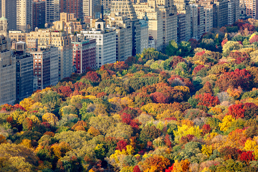 Brilliant fall colors of Central Park foliage in late afternoon. Aerial view toward Central Park West. Upper West Side, Manhattan, New York City