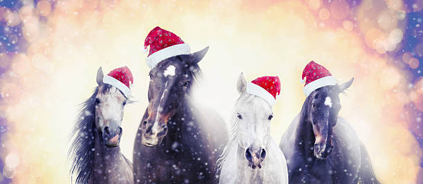 рождество лошади в санта шляпы на снегу бок�е фон с баннер - santa hat фотографии стоковые фото и изображения