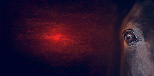 istock Horse eye on dark red background, banner for website 483464134
