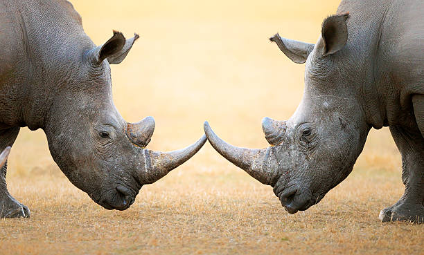 breitmaulnashorn kopf an kopf - nashorn stock-fotos und bilder