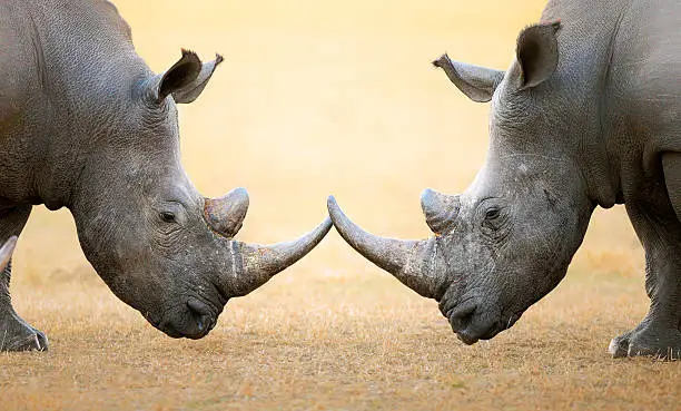 White Rhinoceros (Ceratotherium Simum) head to head and horns touching - Kruger National Park (South Africa)