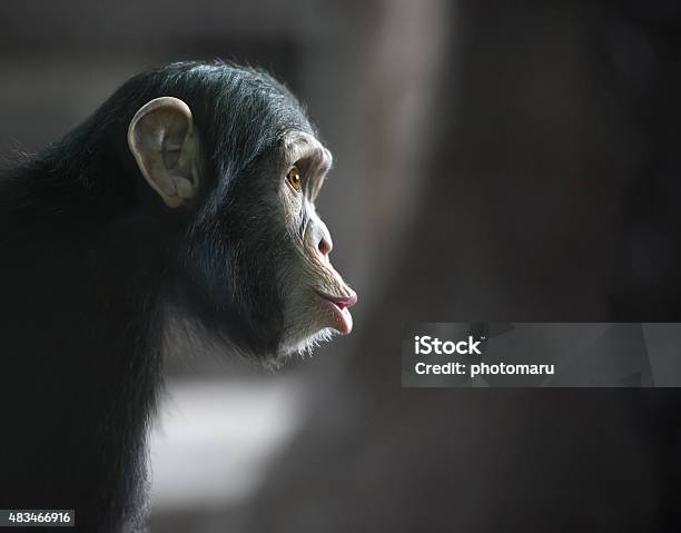 Chimpancé Funny Face Mirando Sorprendido Foto de stock y más banco de imágenes de Chimpancé - Chimpancé, Mono - Primate, Simio