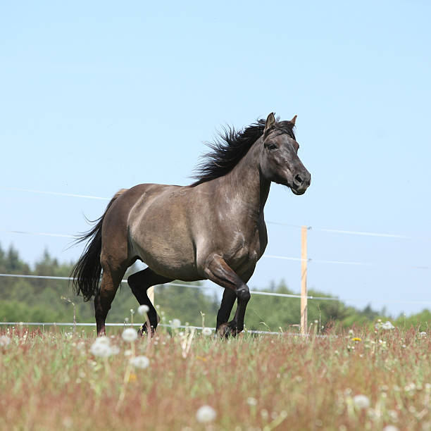 istock Beautiful horse running on flowered pasturage 483467138