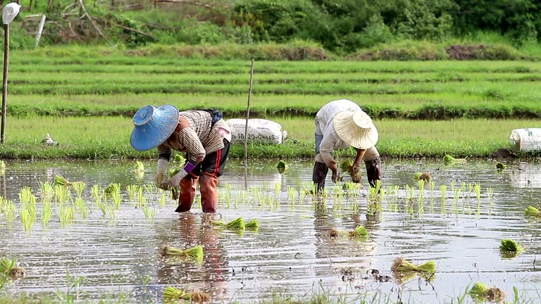 Rice cultivation