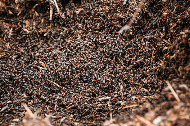 istock Background Of Red Ant Colony (Formica Rufa) 483467872