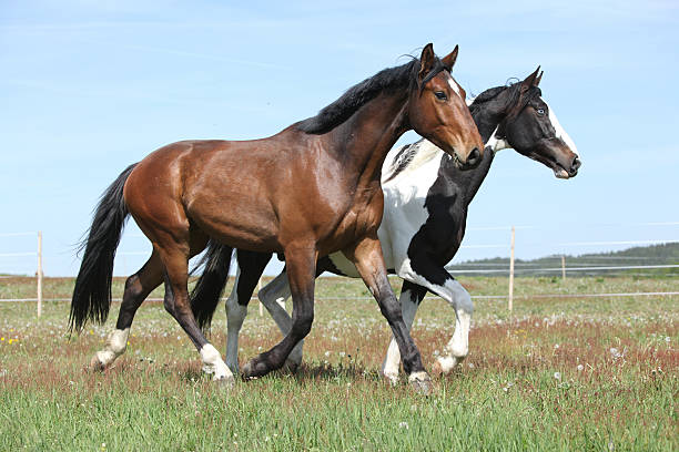 istock Two amazing horses running on spring pasturage 483468856