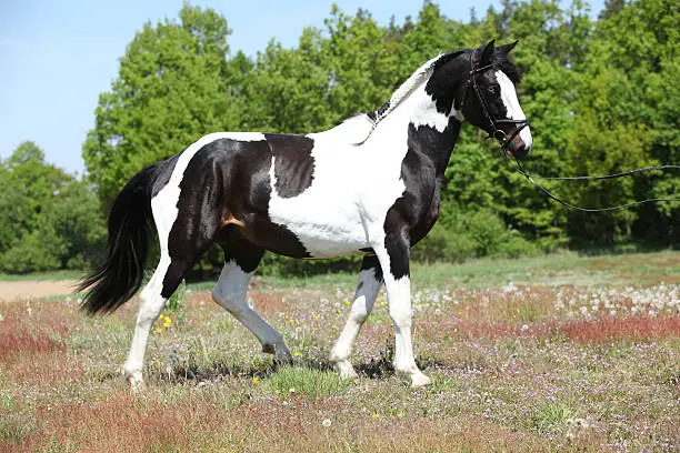 Beautiful skewbald stallion with nice haircut in flowered nature