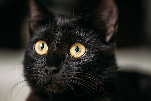 istock Close Up Portrait Peaceful Black Female Kitten Cat 483471214